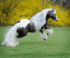 Austin Gypsy horse